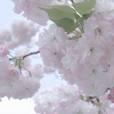 Furry绘画光影技巧福瑞群